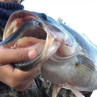 Джиг глави Owner ROUND ULTRA JIG HEAD